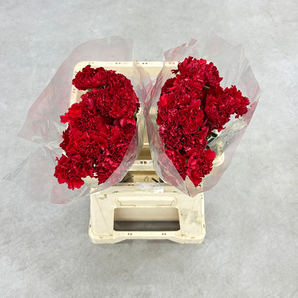 Гвоздика "Червона"